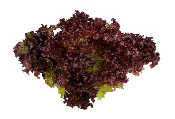 Image showing Red butterhead lettuce