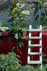 Image showing ladder by sunflowers