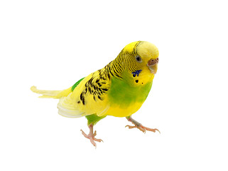 Image showing budgies on a white background