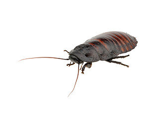 Image showing Madagascar hissing cockroach