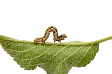 Image showing Caterpillar on green leaf