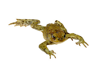 Image showing toad on a white