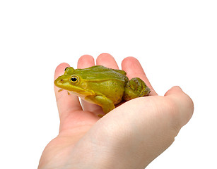 Image showing frog on hand