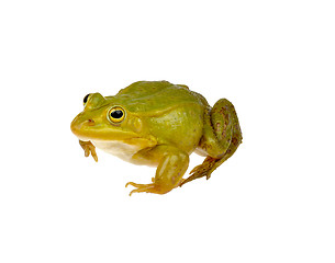 Image showing  frog