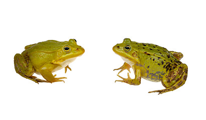 Image showing two frogs