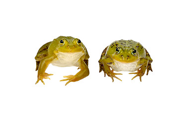 Image showing two frogs