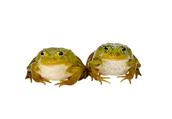 Image showing two frogs