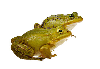 Image showing two frogs