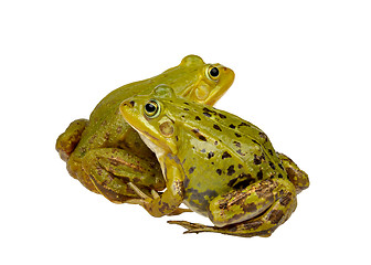 Image showing two frogs
