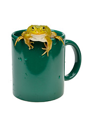 Image showing Frog in a cup