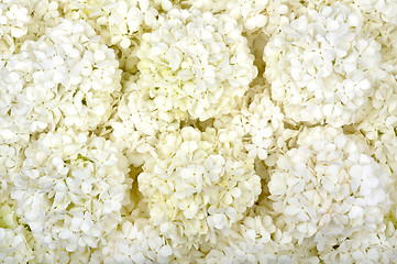 Image showing background of white flowers