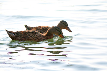 Image showing Ducklings