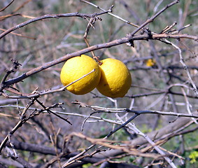 Image showing Abandoned lemons