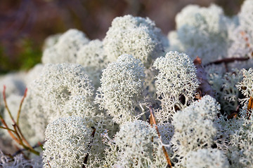 Image showing Reindeer moss