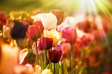 Image showing retro tulips in sunlight