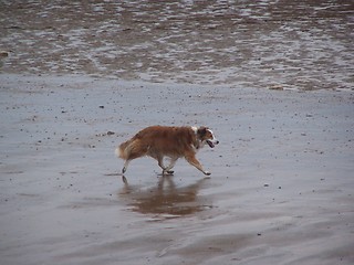 Image showing dog