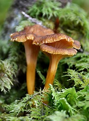 Image showing yellowfoot Chantarelle