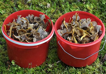Image showing Picked mushrooms