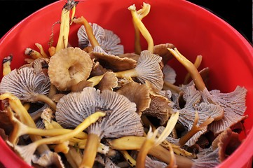 Image showing Mushrooms i red bucket