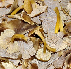 Image showing yellowfoot chantarelle