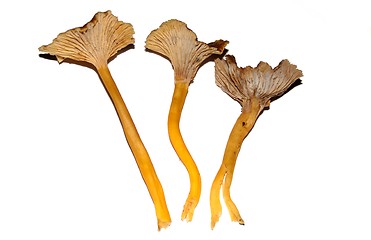 Image showing yellowfoot chantarelle