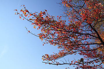 Image showing red branch