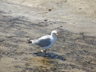 Image showing Seagull on the beach