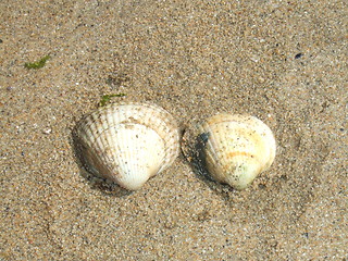 Image showing Shells