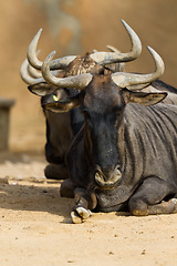 Image showing Black-bearded blue wildebeest