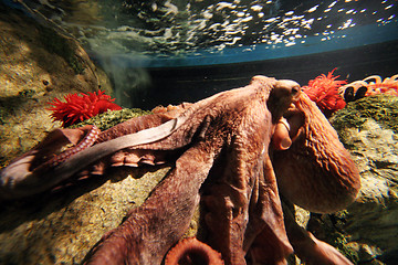 Image showing Oceanario de Lisboa