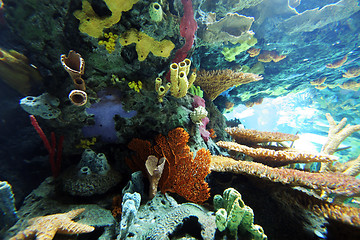 Image showing Oceanario de Lisboa