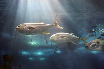 Image showing Oceanario de Lisboa