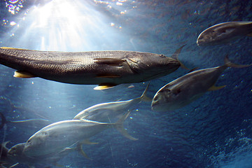 Image showing Oceanario de Lisboa