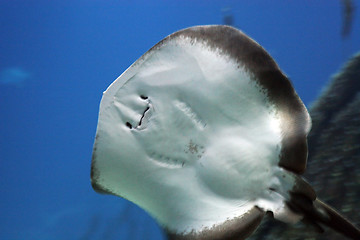 Image showing Oceanario de Lisboa