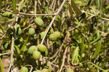 Image showing Olive tree branches