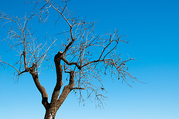 Image showing Hibernating almond tree