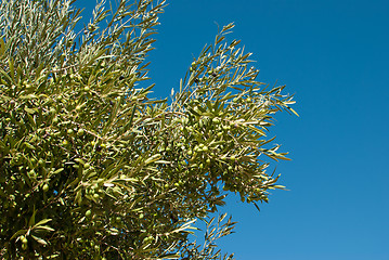 Image showing Olive tree branches