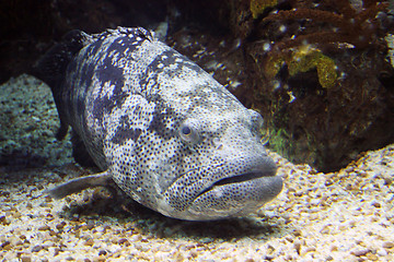 Image showing Oceanario de Lisboa