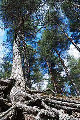 Image showing tall pine with overgrown tree roots, vertical 