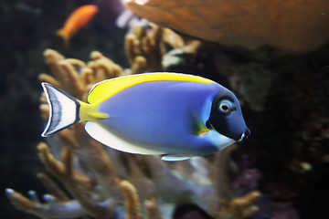 Image showing Oceanario de Lisboa