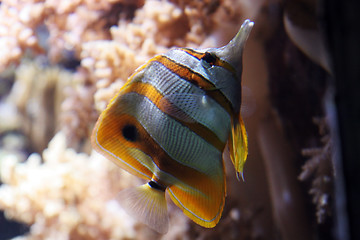 Image showing Oceanario de Lisboa