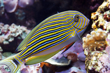 Image showing Oceanario de Lisboa