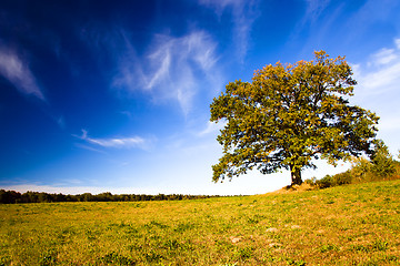 Image showing oak growing in the field
