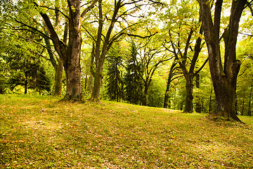 Image showing Autumn in park