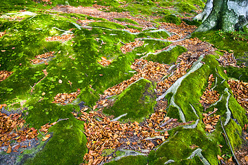 Image showing Green moss