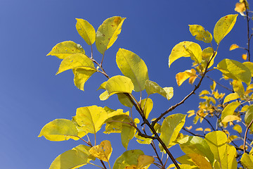 Image showing Yellow apple leaves