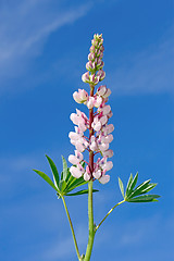 Image showing Lupine flower