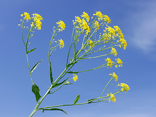 Image showing Crucifer yellow flowers