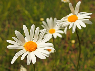 Image showing Wild daisies