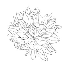 Image showing floral design element and hand-drawn , vector illustration